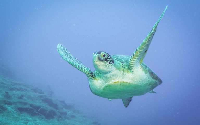 Tauchen in der Türkei: In Kas bei Mavi Diving