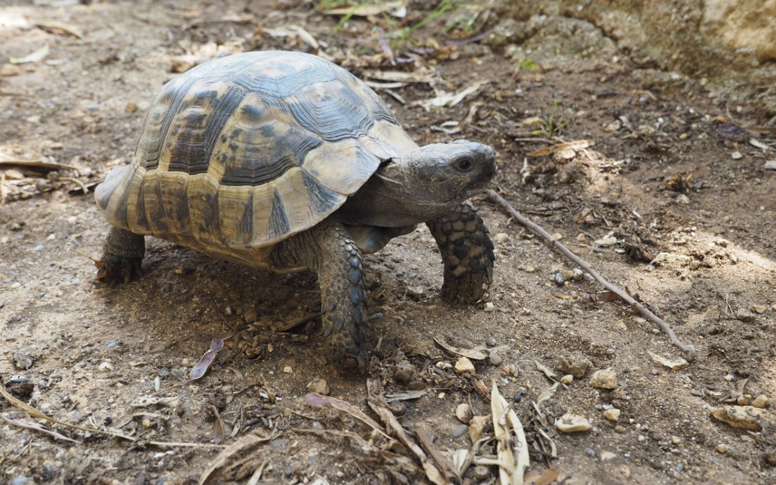 Landschildkröte in Adrasan