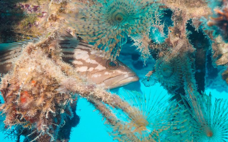 Tauchen in der Türkei: In Kas bei Likya Diving