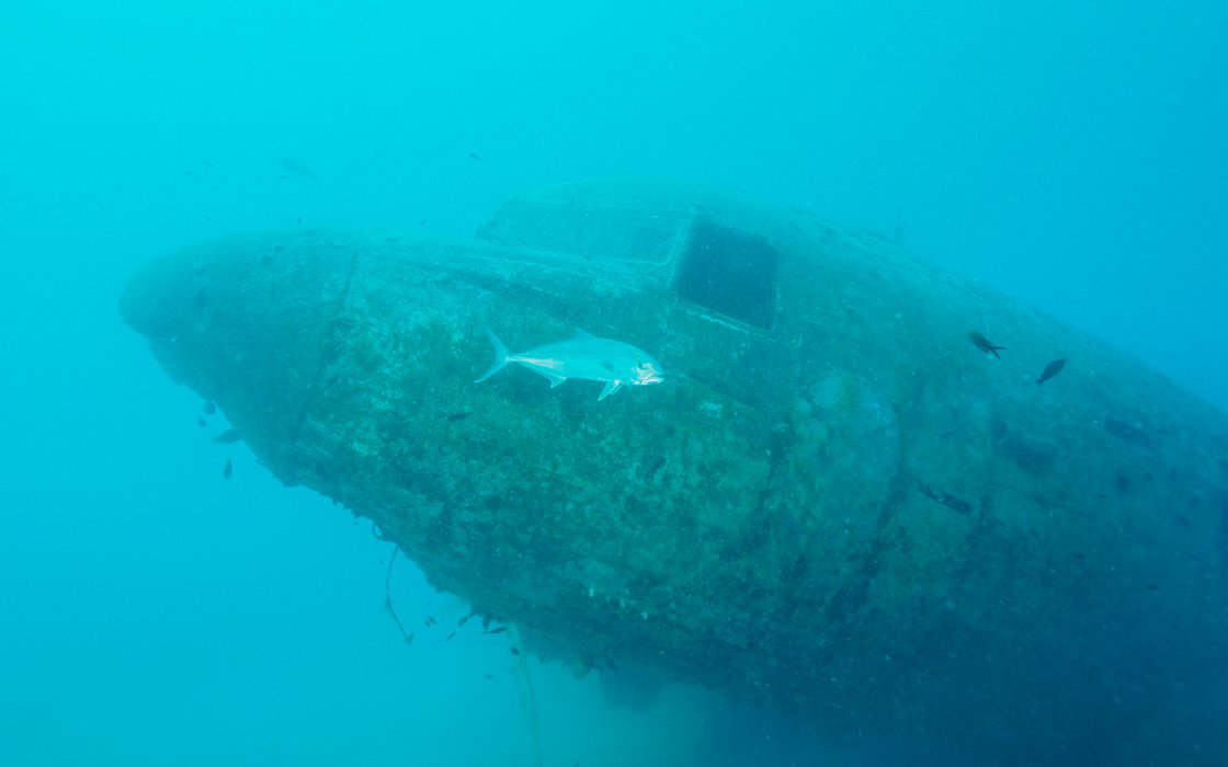 Makrele vor dem Wrack der Dakota Flugzeugwrack vor Kas
