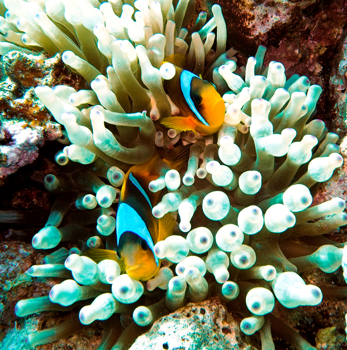 Anemonenfische Soma Bay