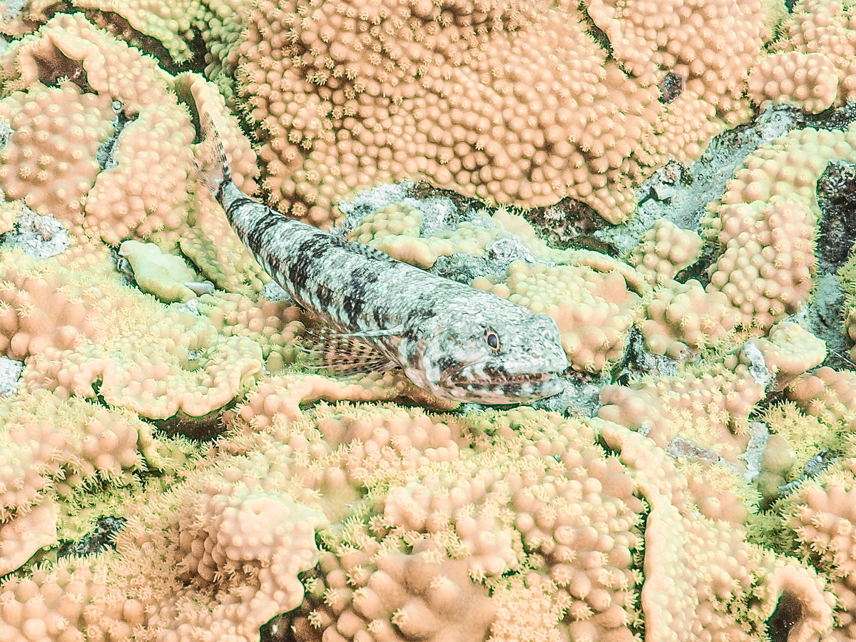 Eidechsenfisch vor Soma Bay