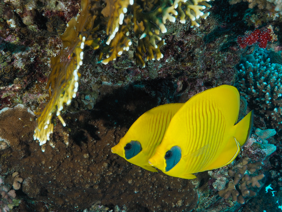 Falterfische vor Soma Bay