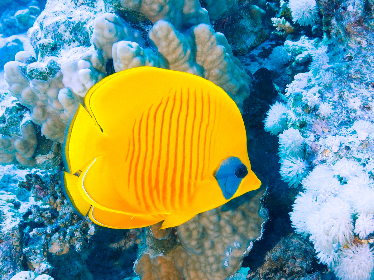 Falterfische vor Soma Bay