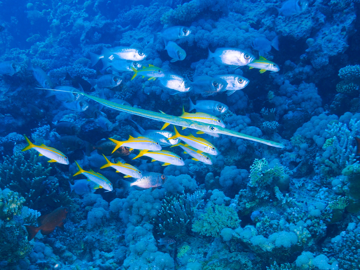 Schwarm mit Flötenfisch Soma Bay