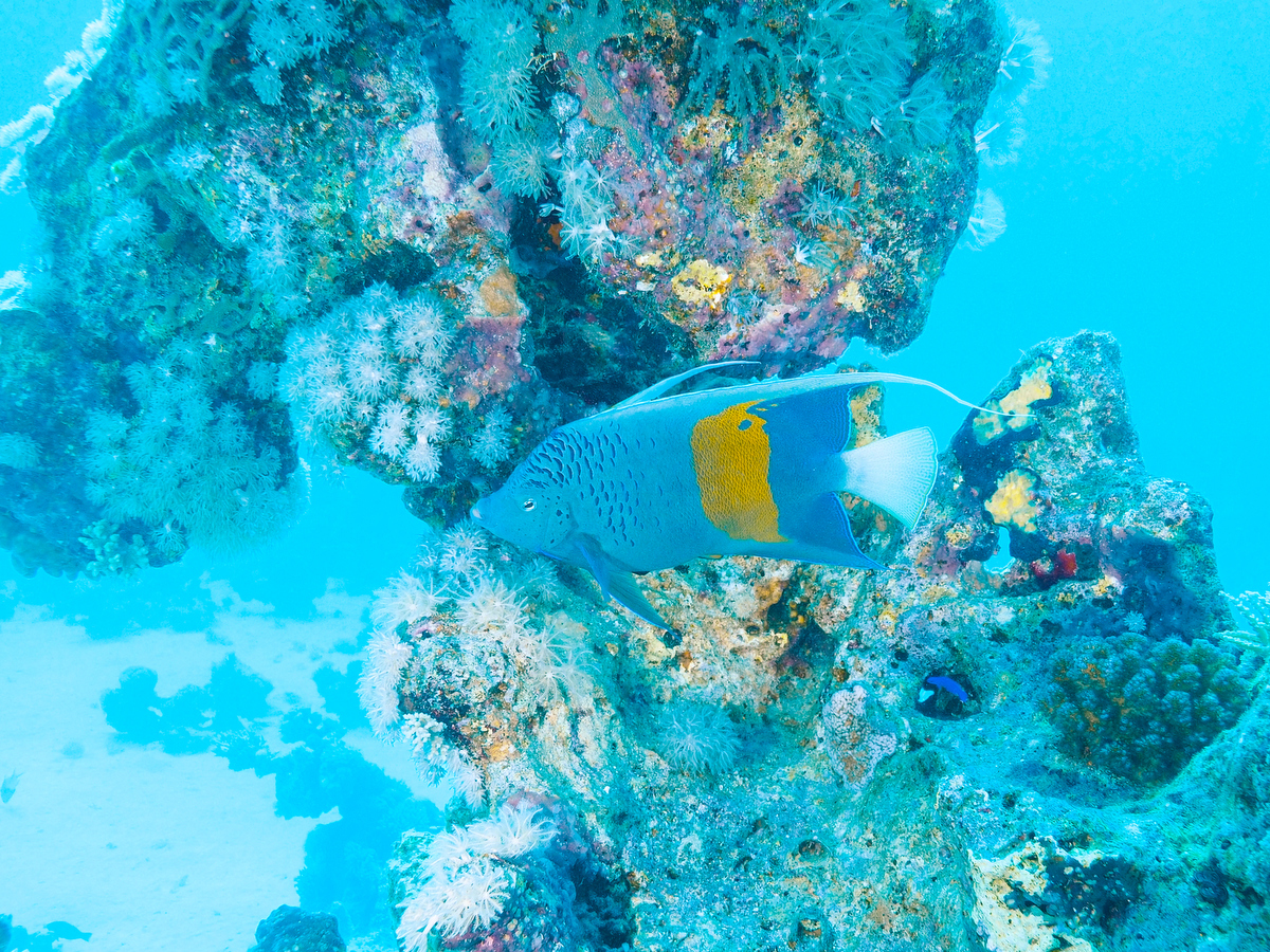 Kaiserfisch vor Soma Bay