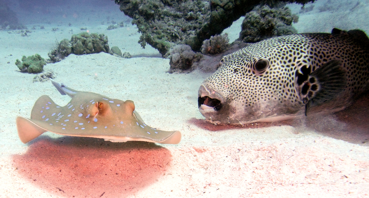 Blaupunkt Stechrochen und Riesen Kugelfisch Soma Bay