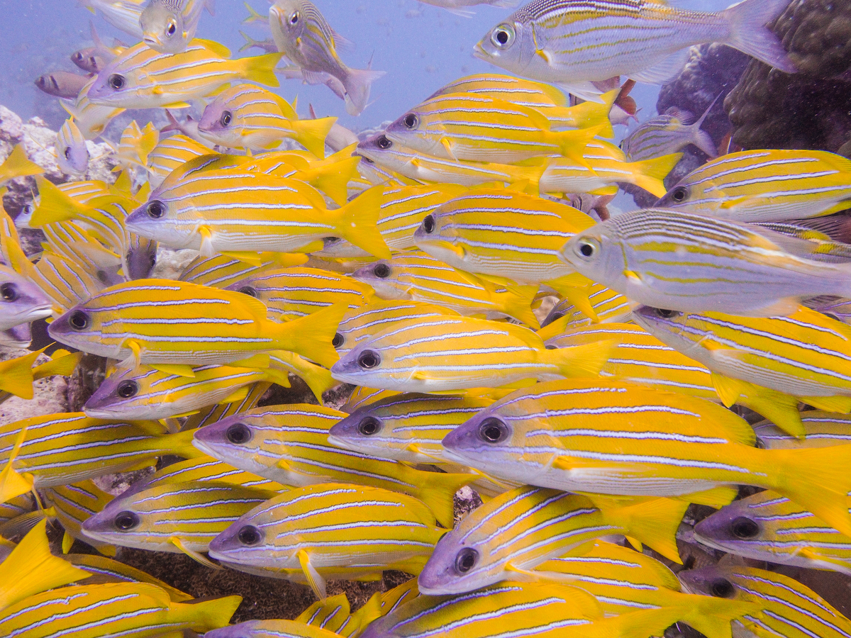 Schwarm Blaustreifen Snapper vor Grand Baie Mauritius
