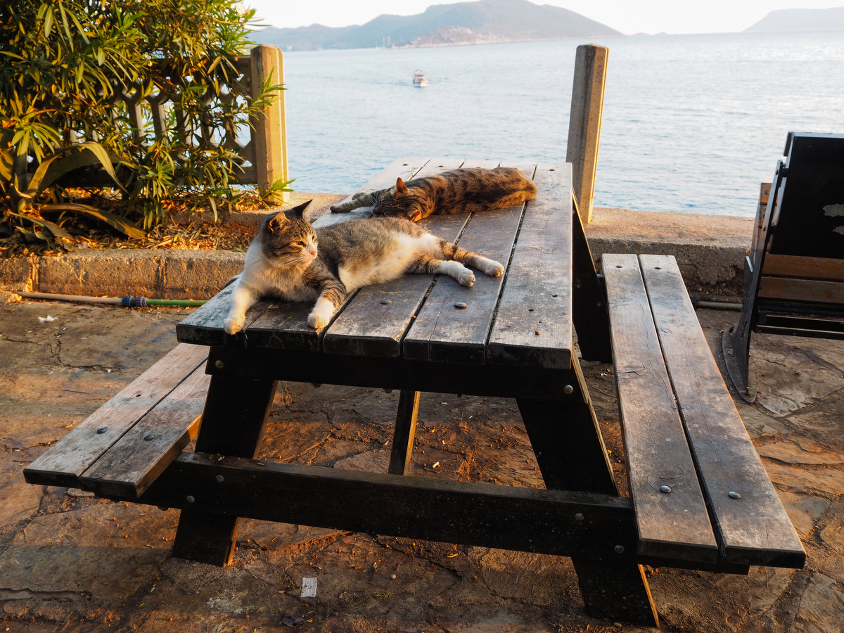 Katzen nehmen ein abendliches Sonnenbad in Kas