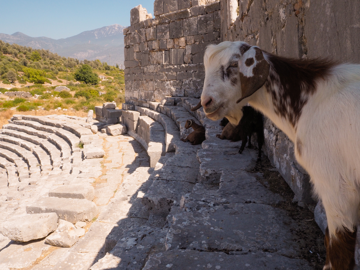 Ziege im Amphitheater in Xanthos