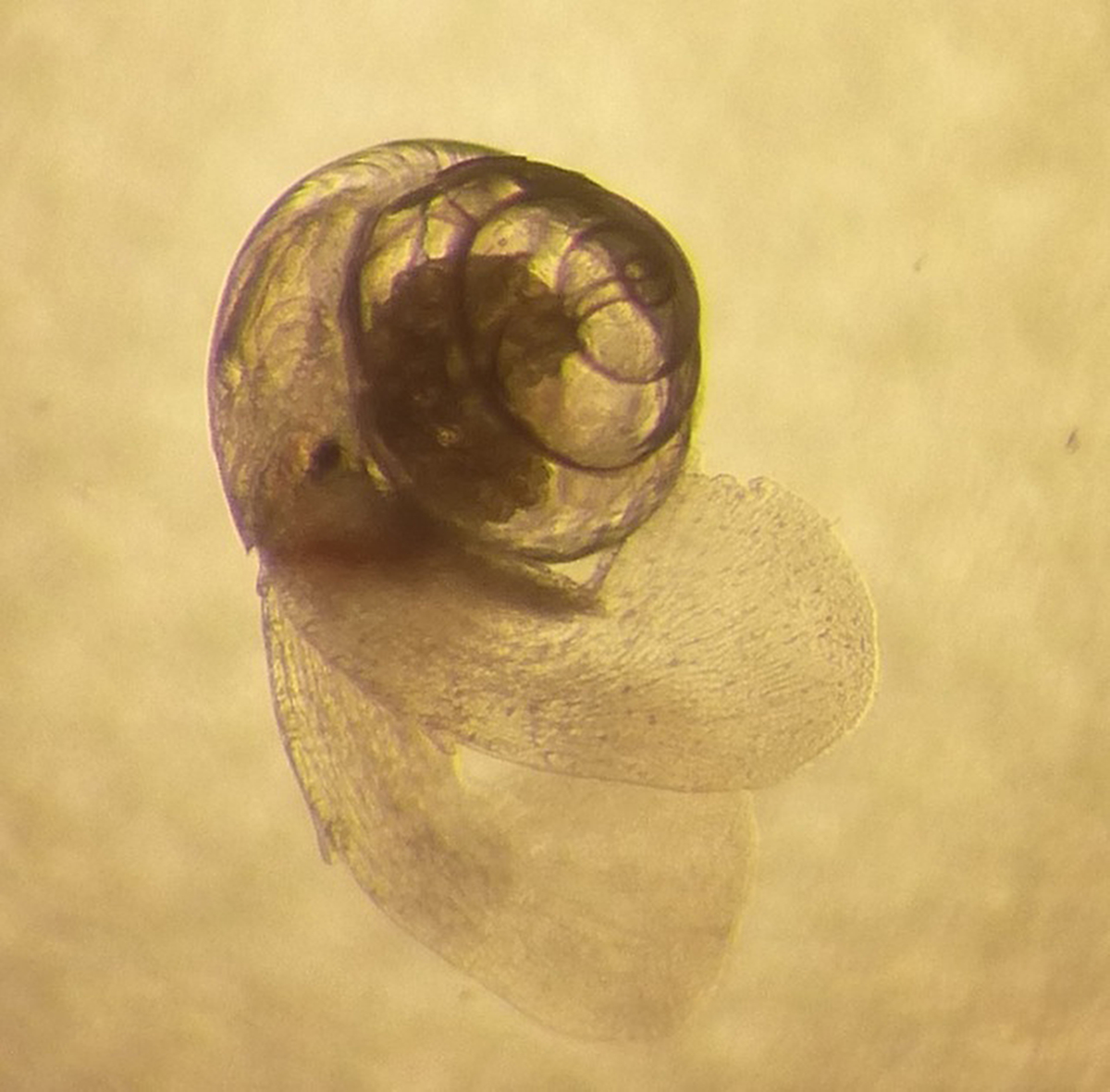 Seeschnecke Limacina Retroversa